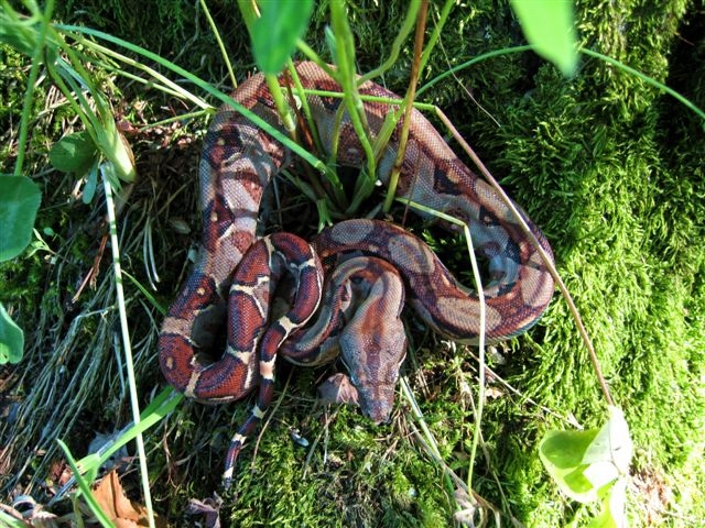 Boa c. imperator Costa-Rica
