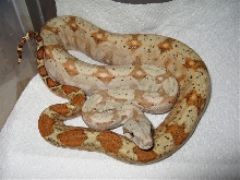 Hog-Island Boa