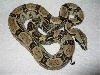 Boa constrictor Longicauda