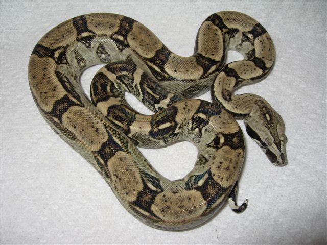 Boa constrictor Longicauda