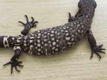 Banded horridum