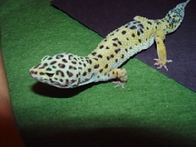 Lou Female #1