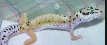 leo hatchling pic