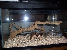 Goper Snake