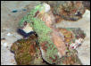 Saltwater - Austin Aquariums