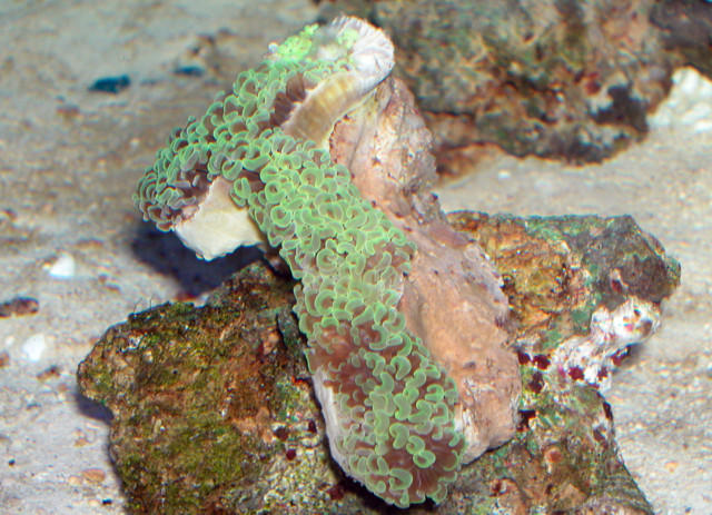 Saltwater - Austin Aquariums
