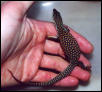 Hatchling Red ackie1