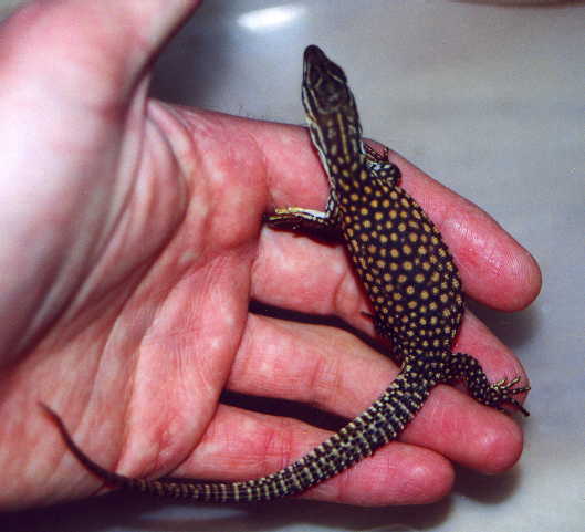 Hatchling Red ackie1