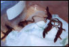 Hatchling Red ackie2