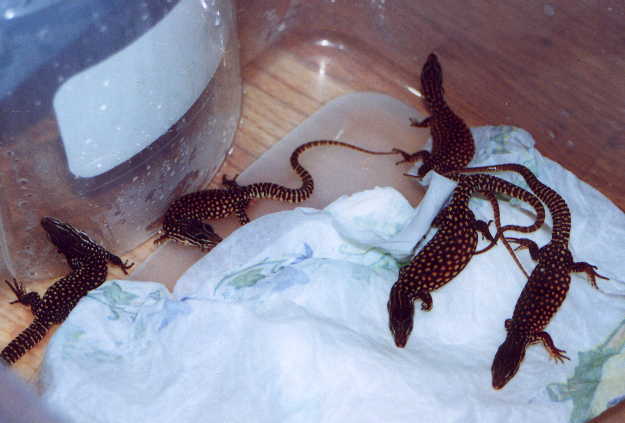 Hatchling Red ackie2