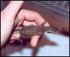 Hatchling Red ackie3