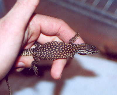 Hatchling Red ackie3