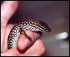 Hatchling Red ackie4