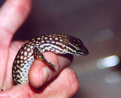 Hatchling Red ackie4