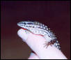 Hatchling Red ackie5