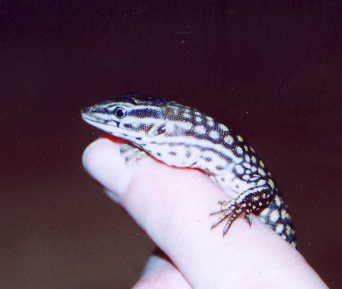 Hatchling Red ackie5
