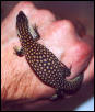 Hatchling Red ackie6