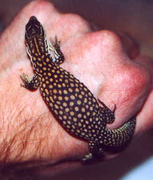 Hatchling Red ackie6