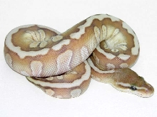 2006 Woma Lesser Ball