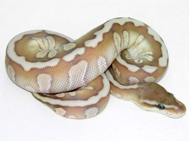 2006 Woma Lesser Ball