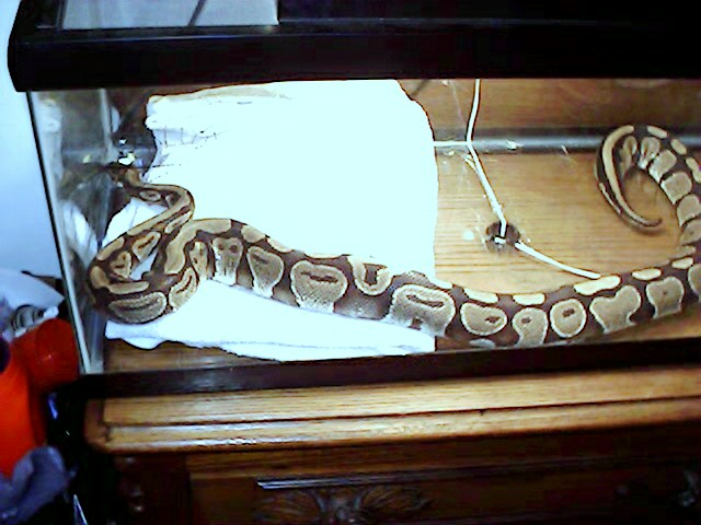 Boa ?