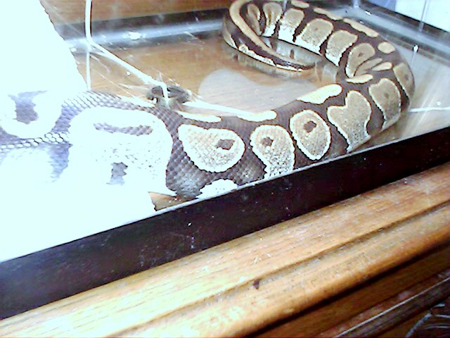 Boa ?