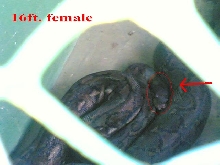 pls help me..gravid or not?