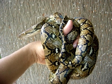 Lualhati