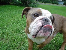 dog