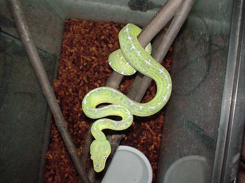 nice snake