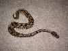 ghost het female