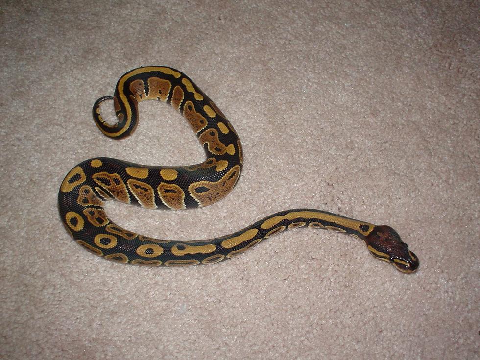 ghost het female