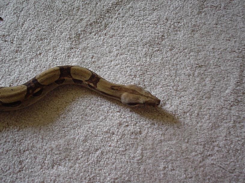 boa