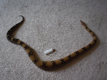 boa