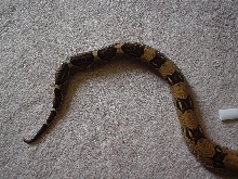 boa
