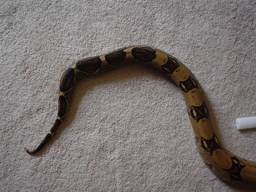 boa