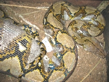 retic 1