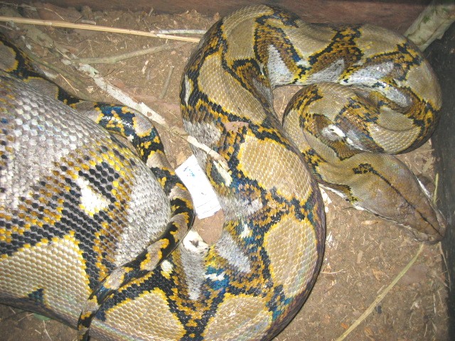 retic 1
