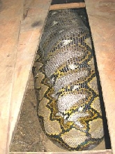 retic 1