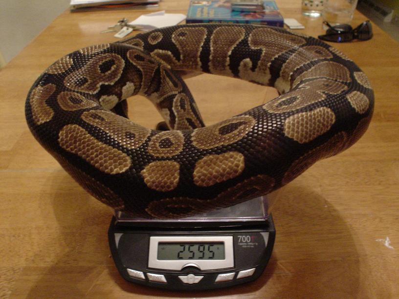 big girl