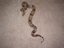 male boa