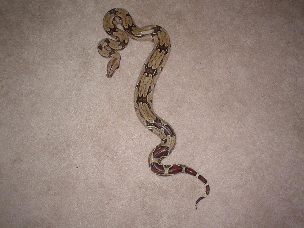 male boa
