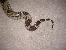top view tail