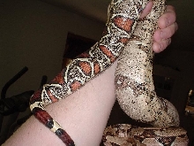 tail close up