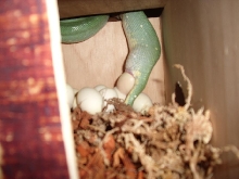 chondro eggs