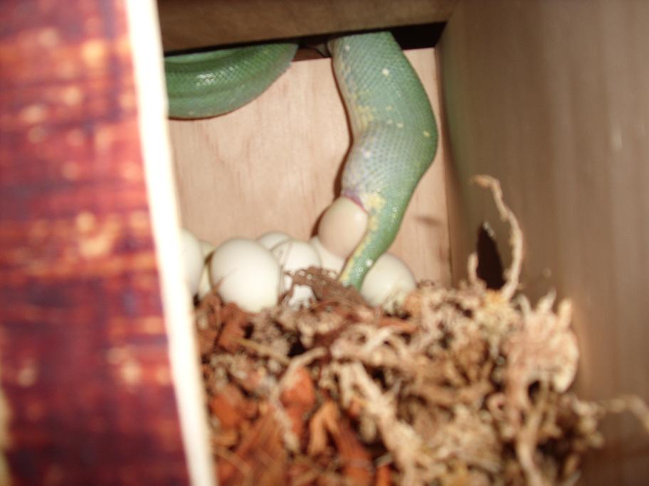 chondro eggs