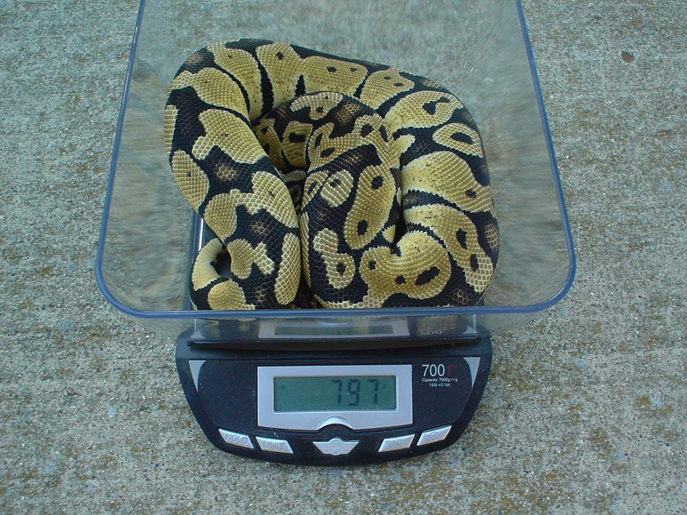 pastel girl (scale)