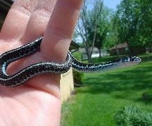 pickering male