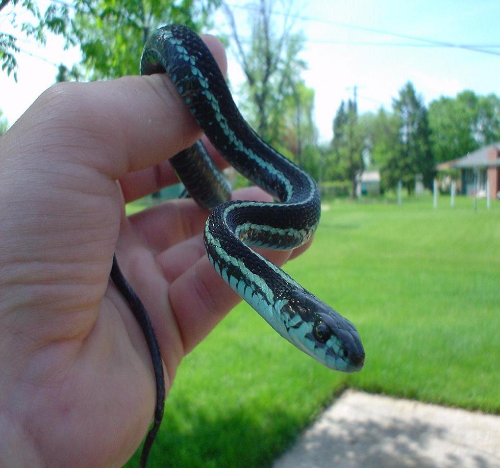 pickering female