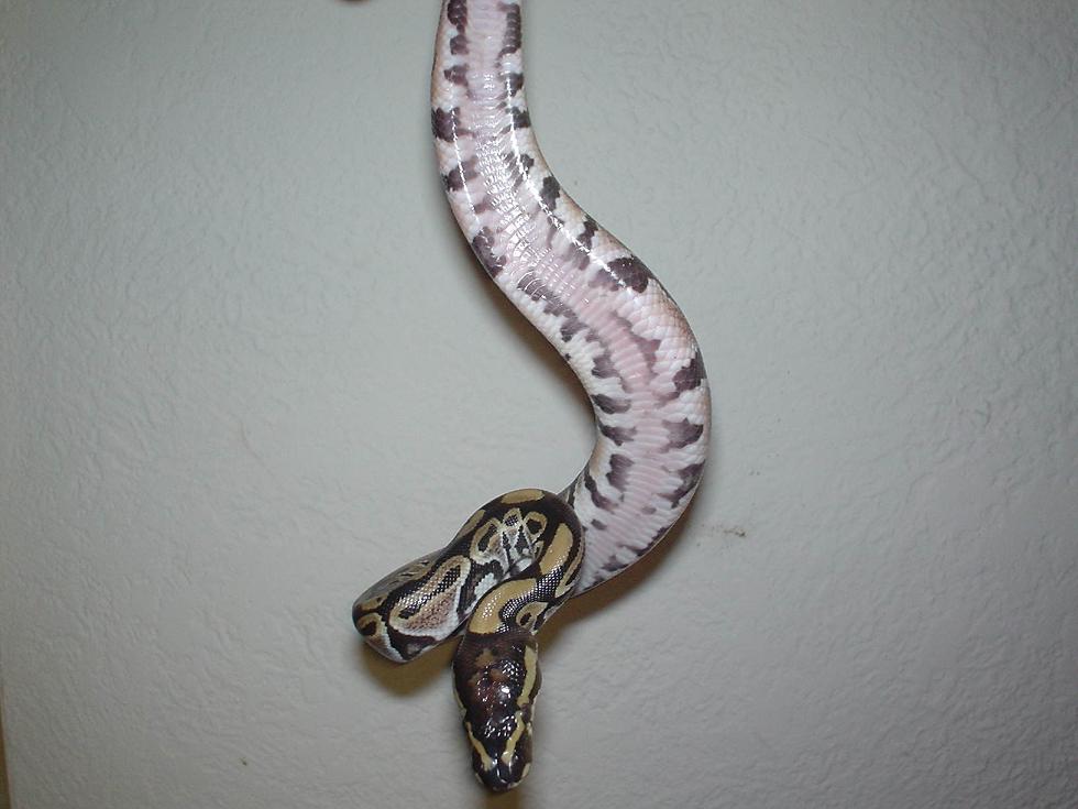 belly